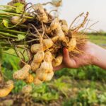 “Não vai voltar”: agricultores argentinos enfrentam seca e colheita em declínio.