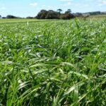 Amendoim: estado dobra área plantada e consolida 2ª maior produção do Brasil.