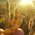 Embrapa e Fundação Cerrados apresentam variedades de soja em Dia de Campo